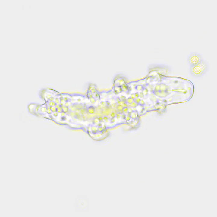 Simulated view of the tardigrade walking, stopping to probe and turning, seen through the microscope