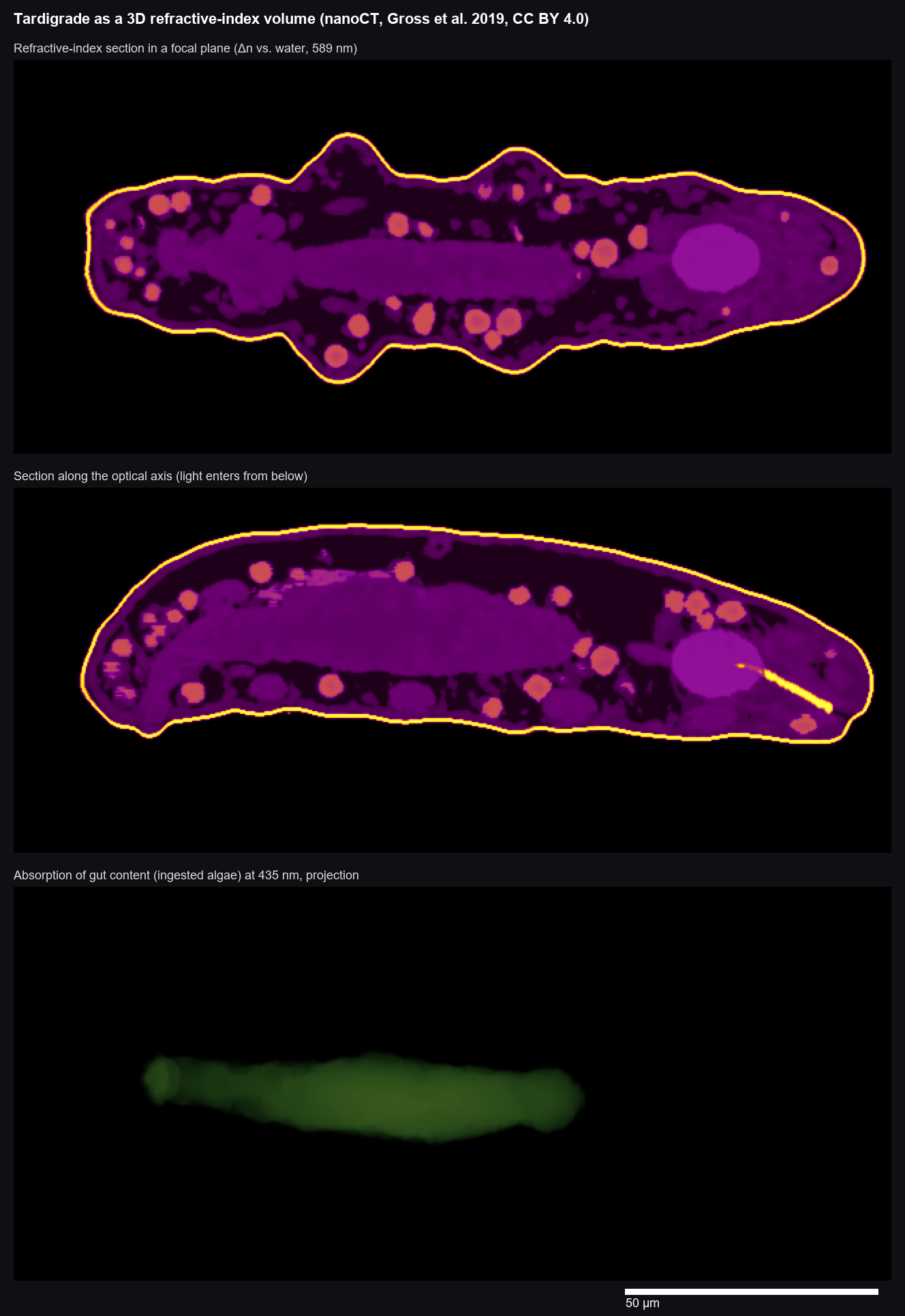 Refractive-index volume of the tardigrade